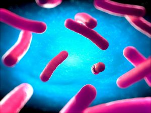 E.coli salmonella bacteria